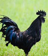 Ayam Cemani - galos carne preta