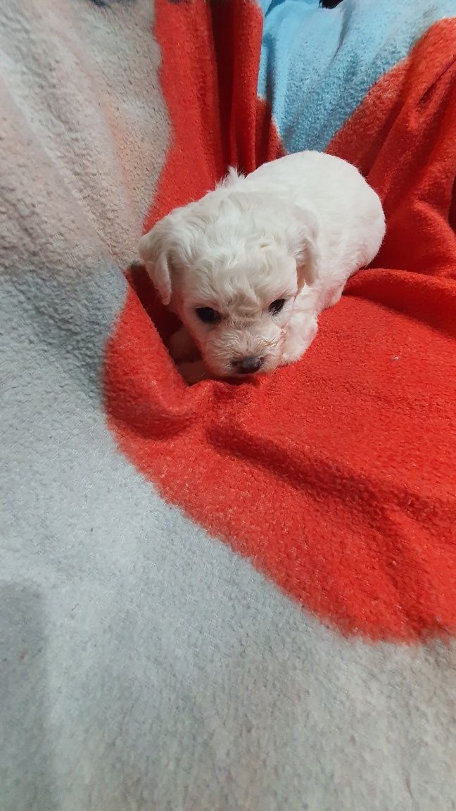 Bichon frise szczeniak piesek