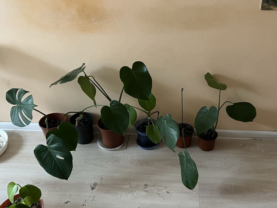 Монстера строманта триколор монстера альба