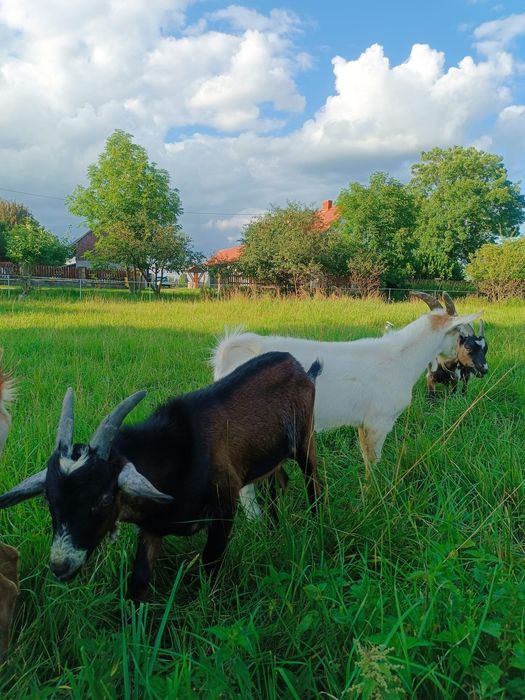 Koźlaki tegoroczne koziołki