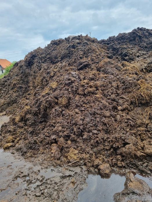 obornik bydlęcy dowóz 500t