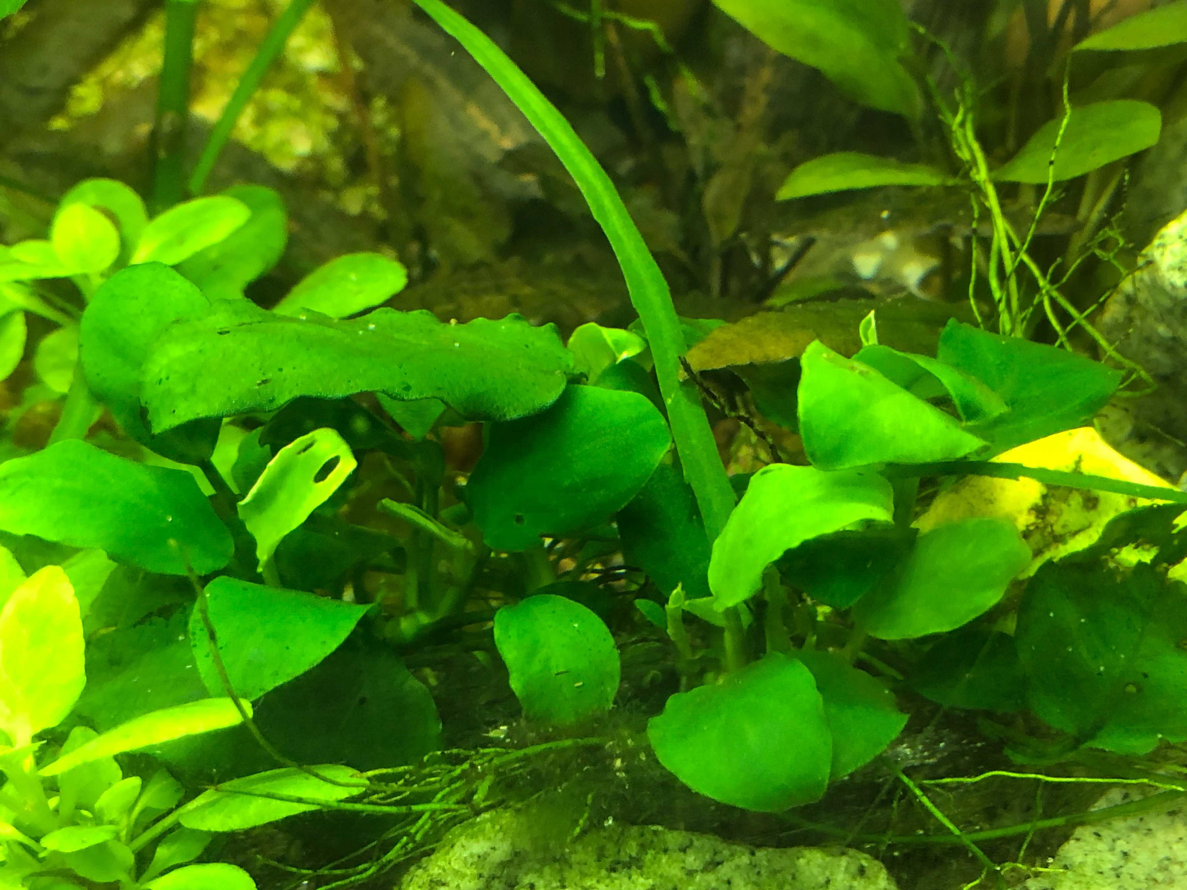 Roślina akwariowa Anubias (różne wielkości i rodzaje) !