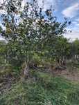 Arrendamento agrícola 5ha