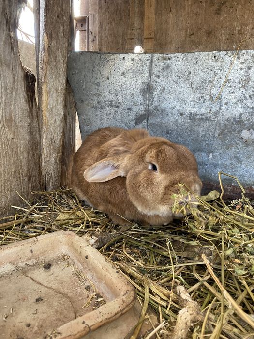 Кролики є 3 самці