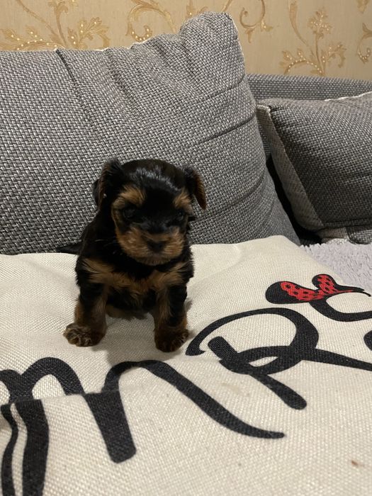 Готується до продажу дівчинка йоркширського терʼєру