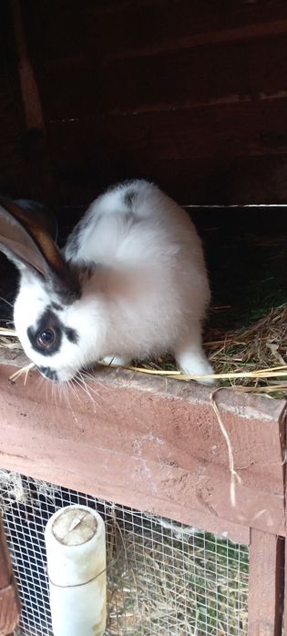 Króliki samce srokacze