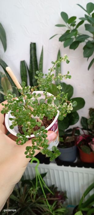 Сінгоніум пілея гібіскус вар сансевієрія лірата