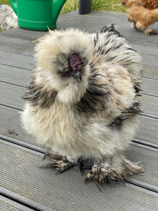 Koguciki Silki młode koguty  22 tygodnie