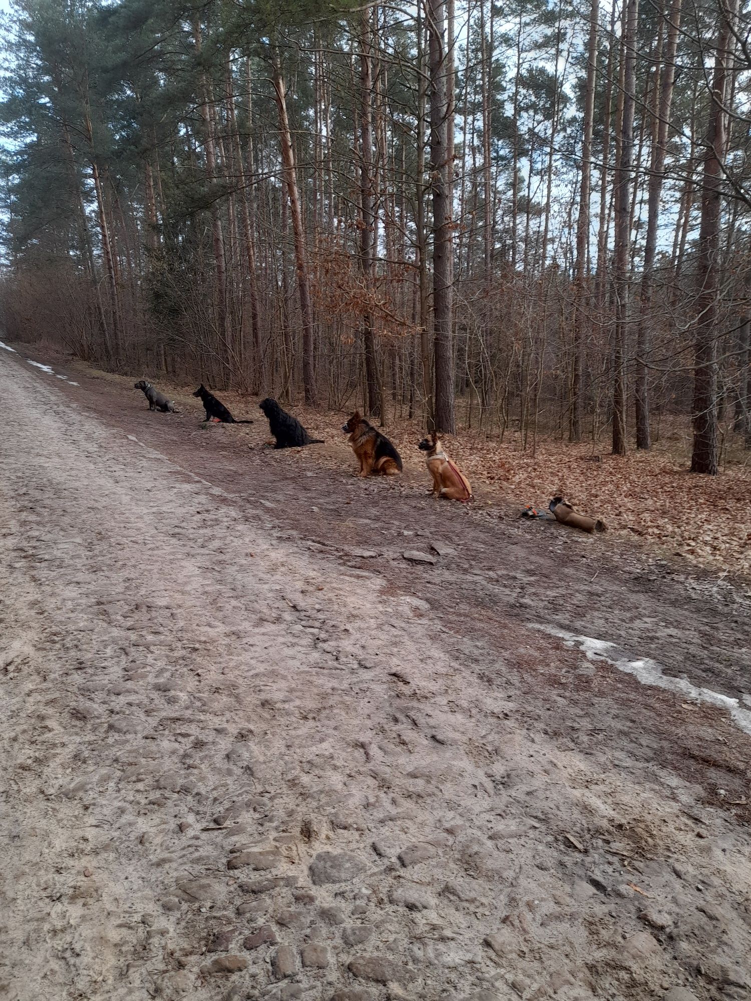 Szkolenie psów masz problem  zdzwoń