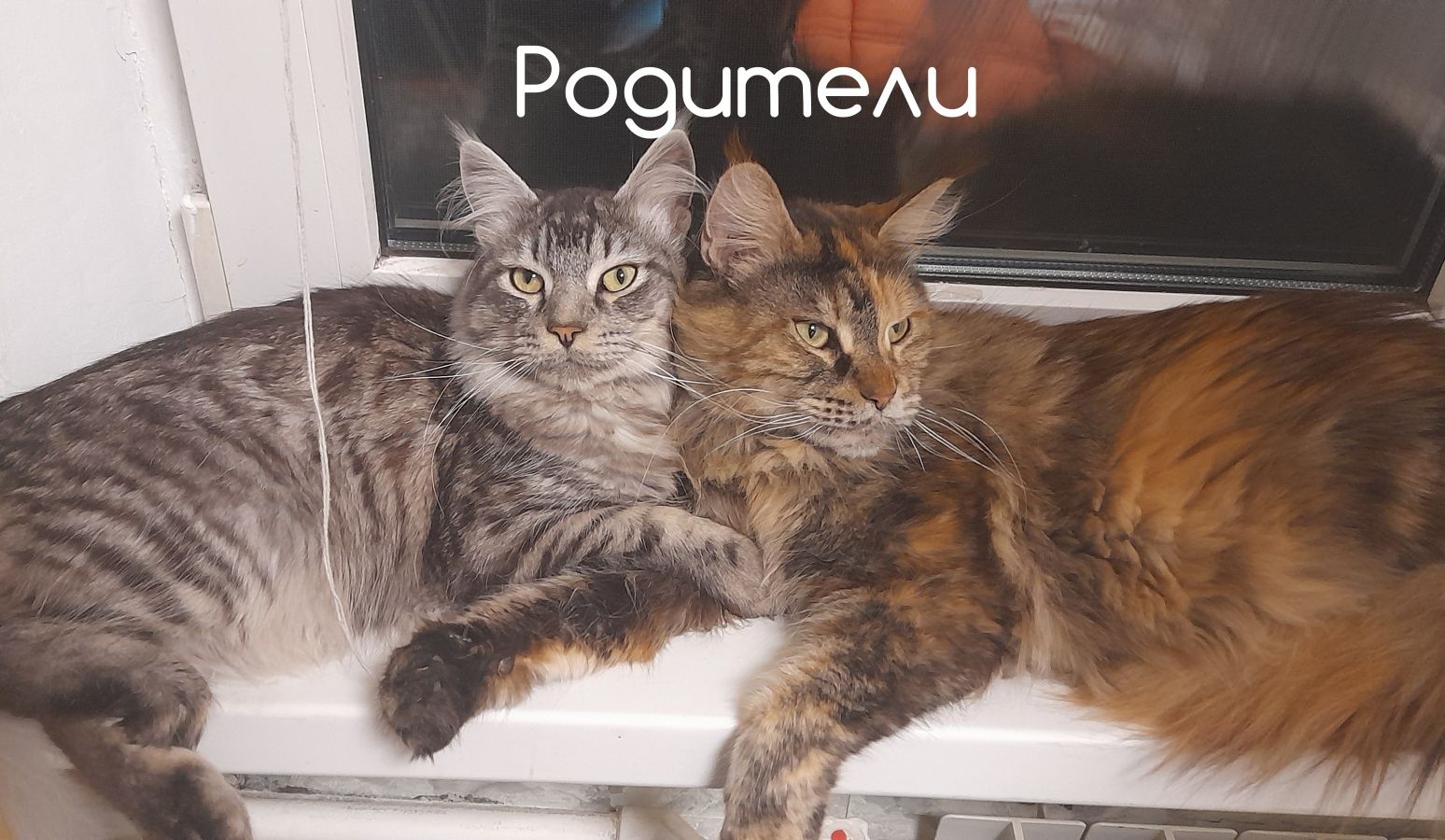 Котик метис Мейн-куна