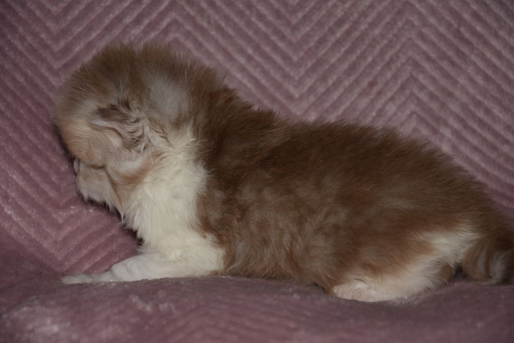 Kotka Brytyjska Długowłosa cynamonowy bikolor