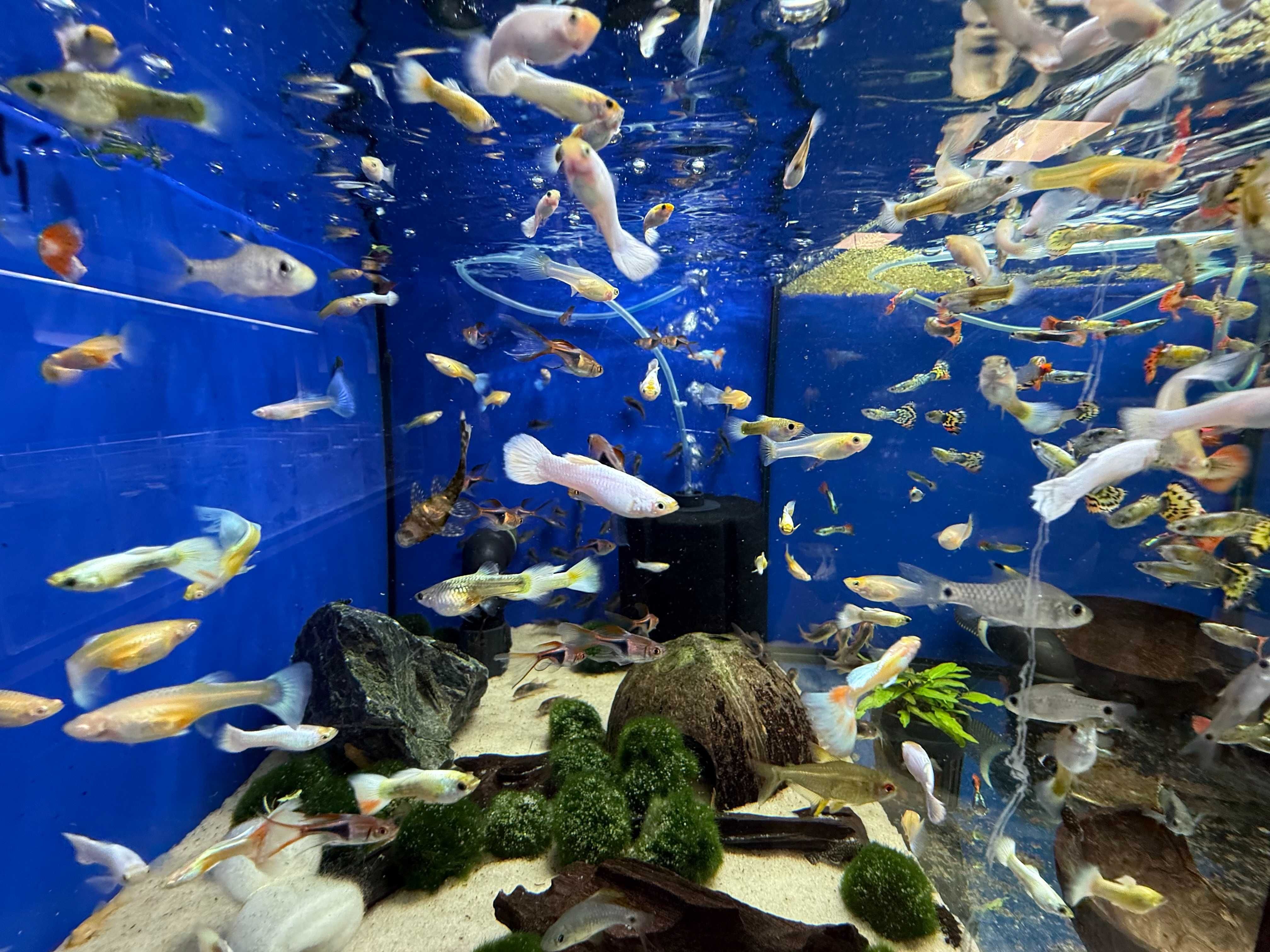 Gupik platinum oraz platinum albino PL hodowla