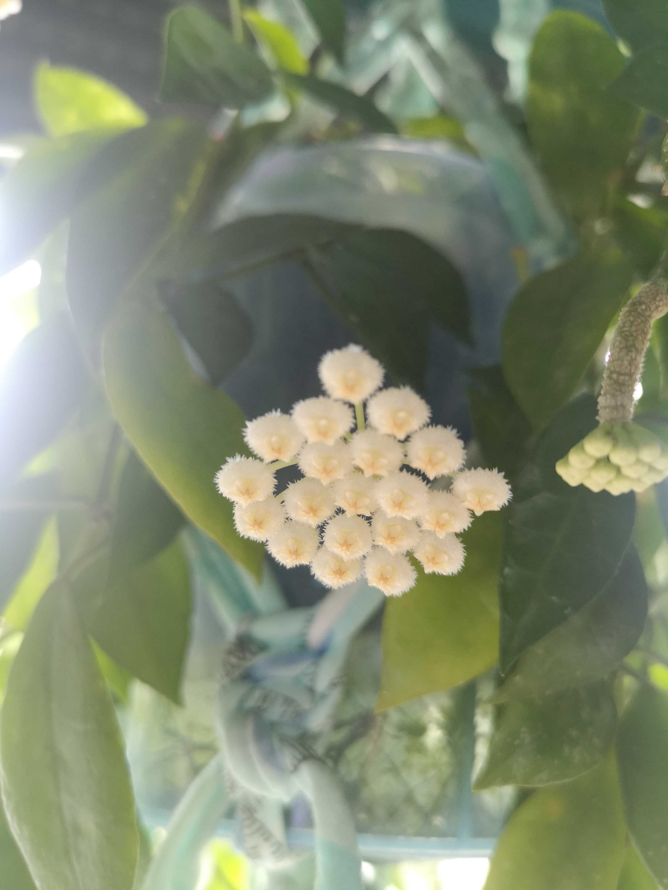 Hoya Lacunosa, piękny zapach