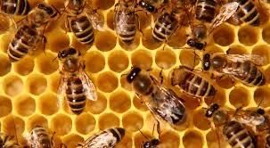 продам бджолопакети та сім'ї бджіл