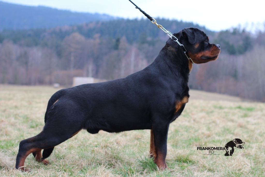 Rottweiler szczenię, suczka top rodowód ZKwP