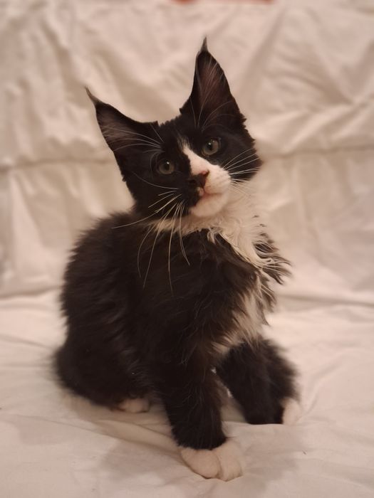 Gotowy do odbioru Kocur Maine Coon z rodowodem FPL