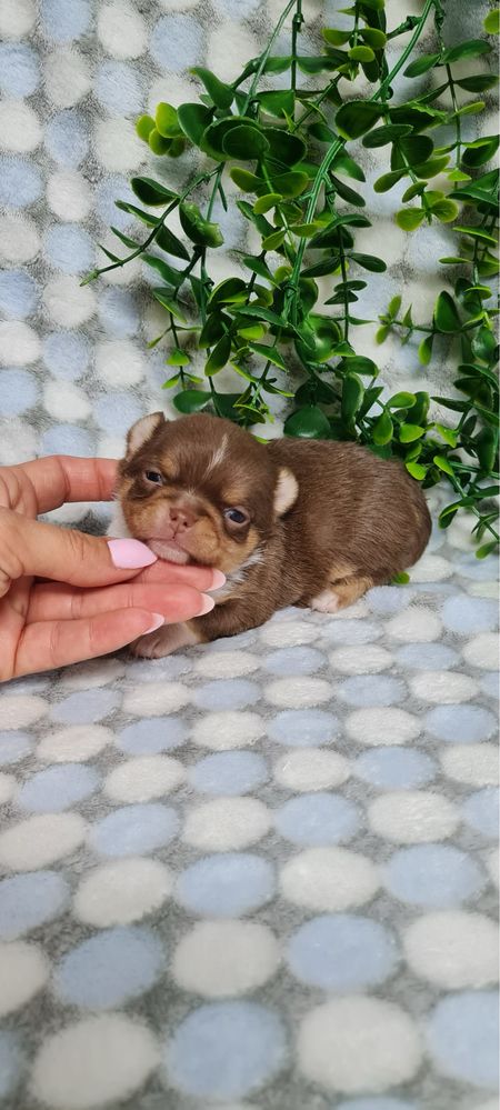 Estupenda menina Chihuahua/Chiuaua de Qualidade. Linhagem Russa