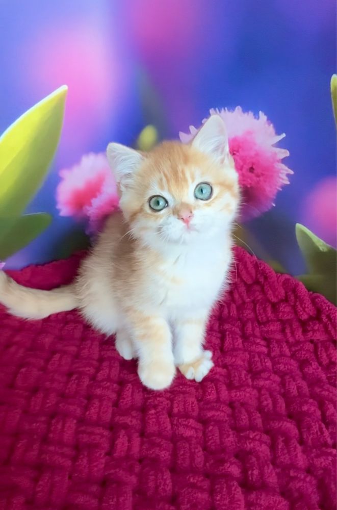 Хлопчик британський золотий котик