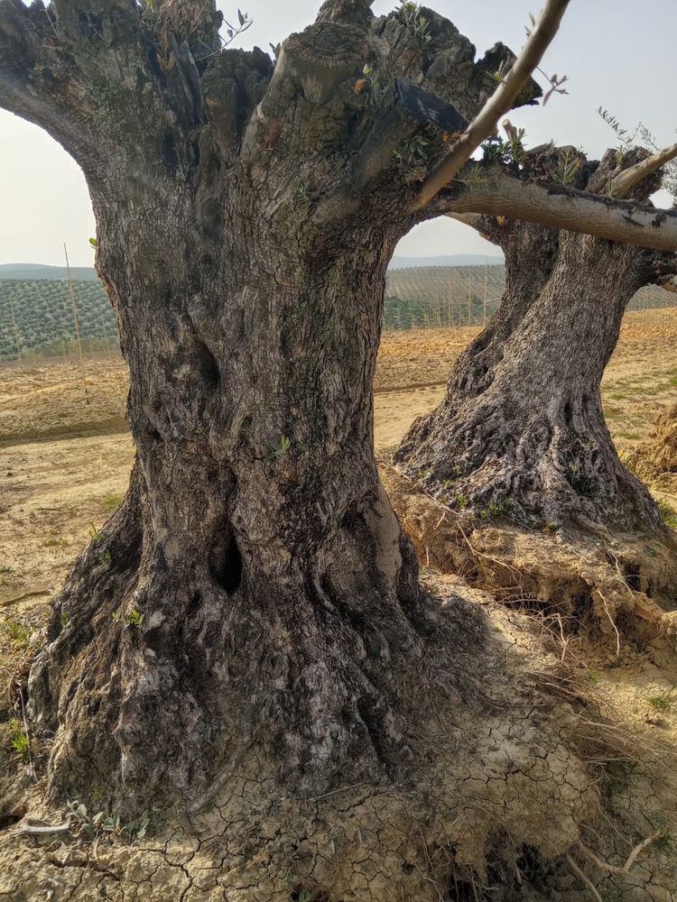 Oliveiras desde 200