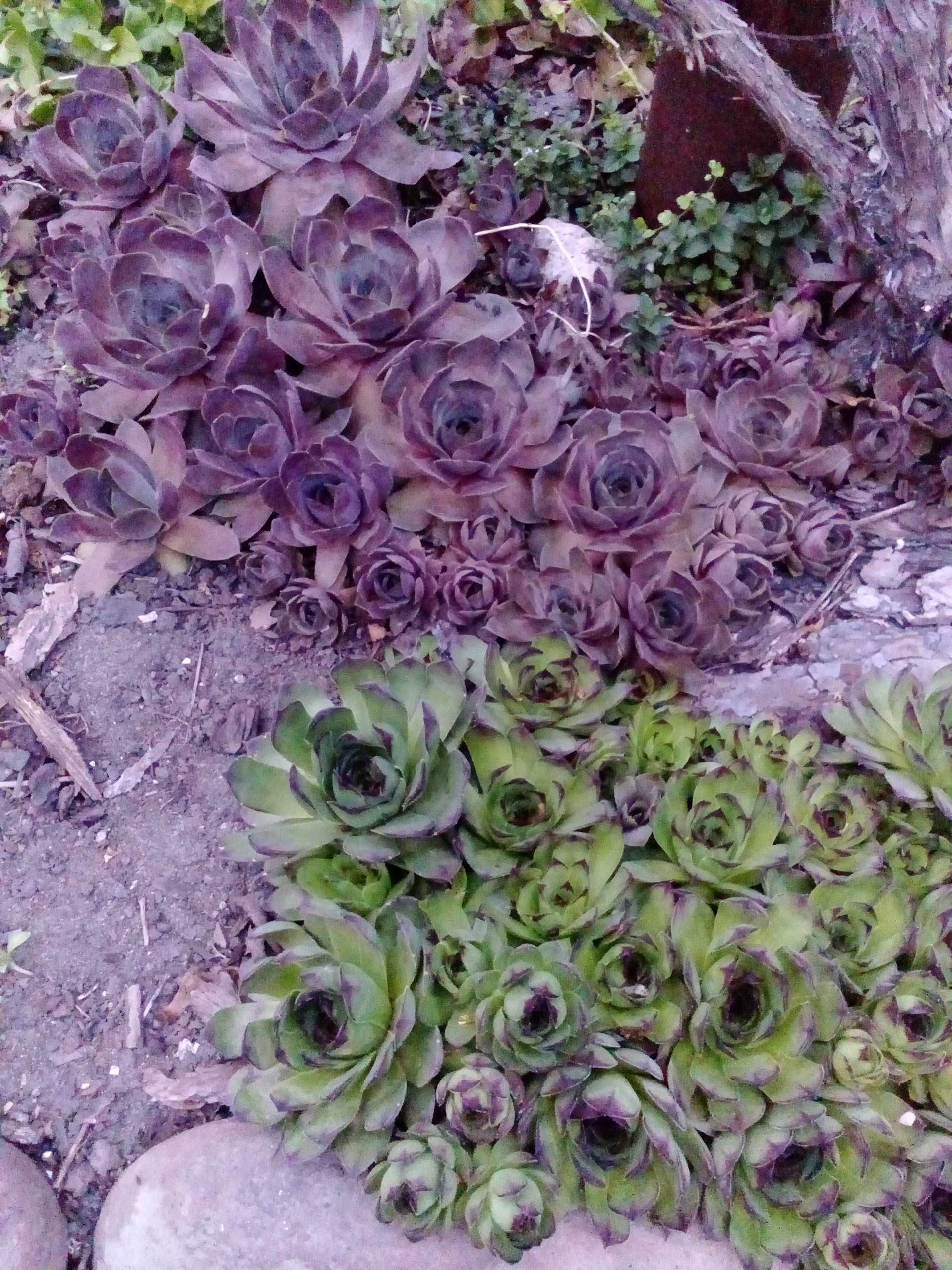 Stapelia/ Orbea Variegata/ Gwiazda szeryfa - duże sadzonki