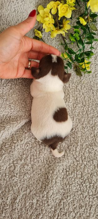 Excecional menina minimini Chihuahua.Chiuaua linhagem Russa, Qualidade