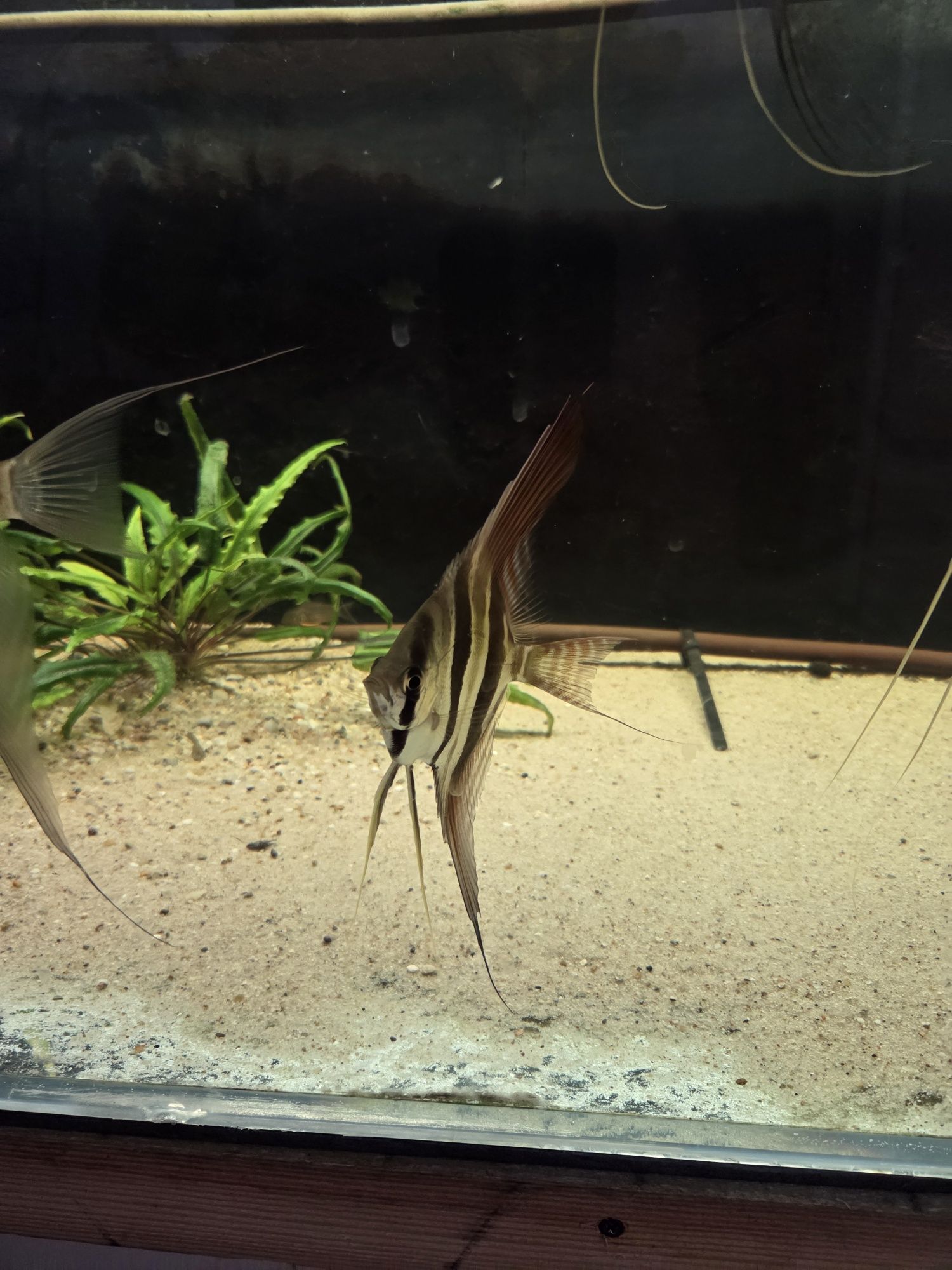 Witam sprzedam Altumy orinoco, Altumy Iridia