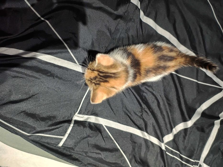 Oddam za darmo trzy małe kotki