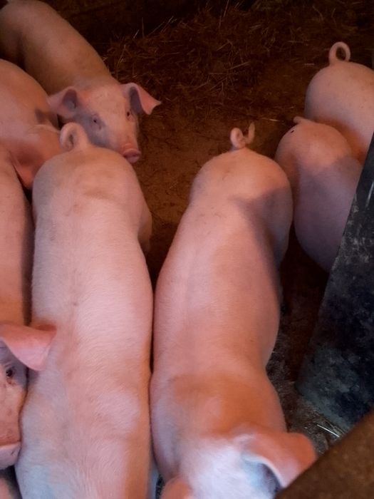 Witam mam do sprzedania prosięta