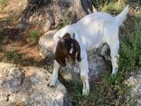 Cabrito Raça Boer