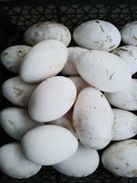 Гусячі яйця на інкубацію