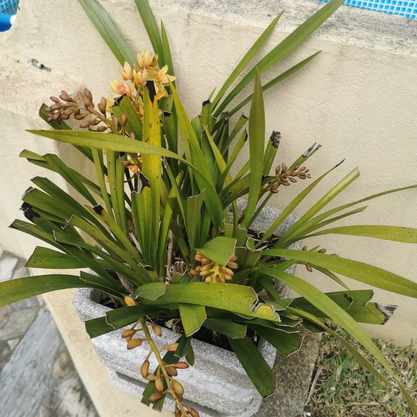 Orquídeas com vaso