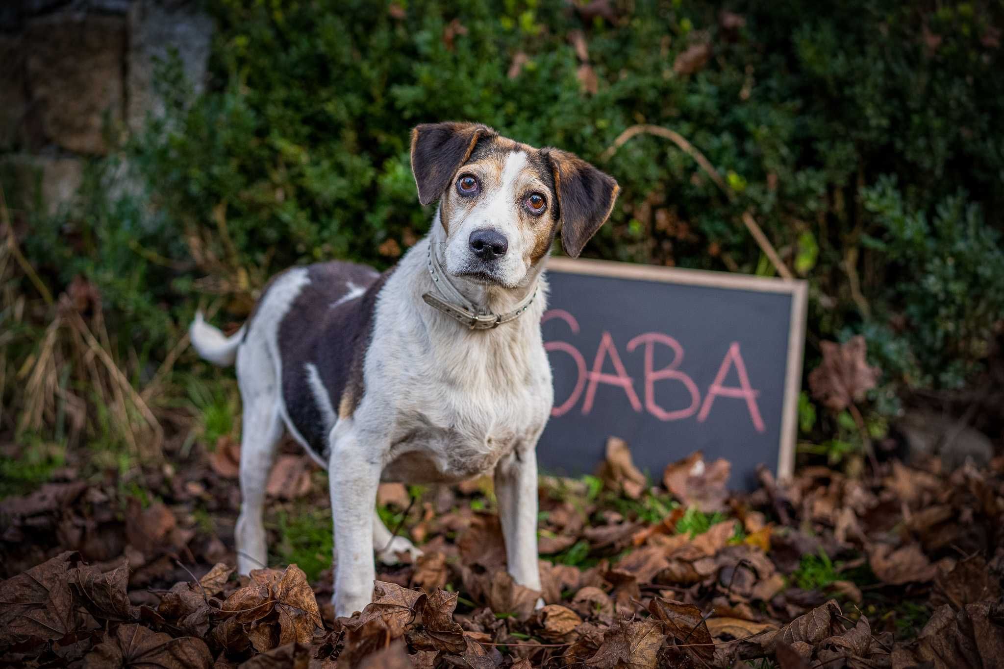 Saba beagle do adopcji. Pokochaj ją!