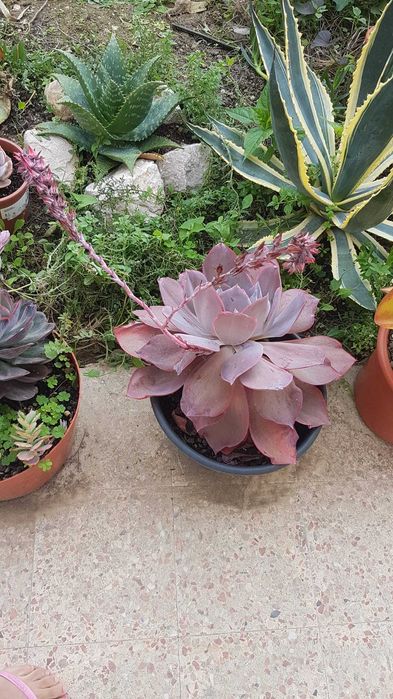 Plantas lindas com anos.oprtunidade