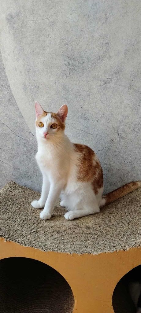 Kotek do adopcji
