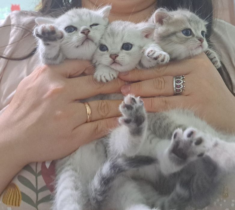 Британські короткошерсті чистокровні кошенята срібна шиншила