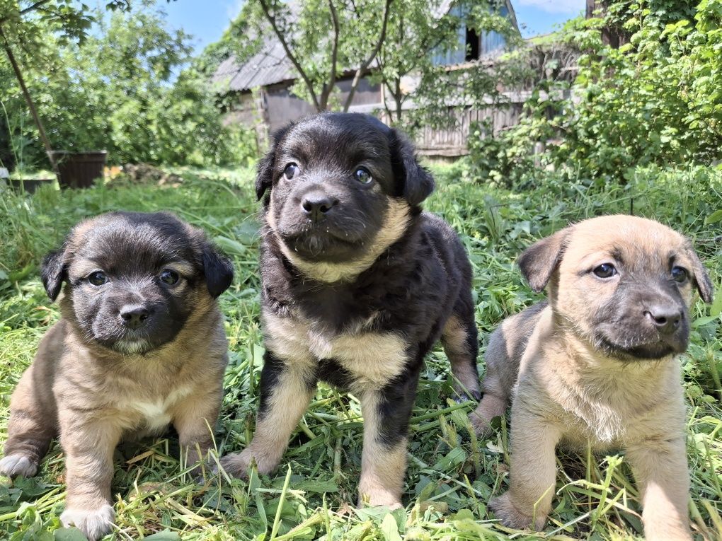 Відаєм цуценят, БЕЗКОШТОВНО