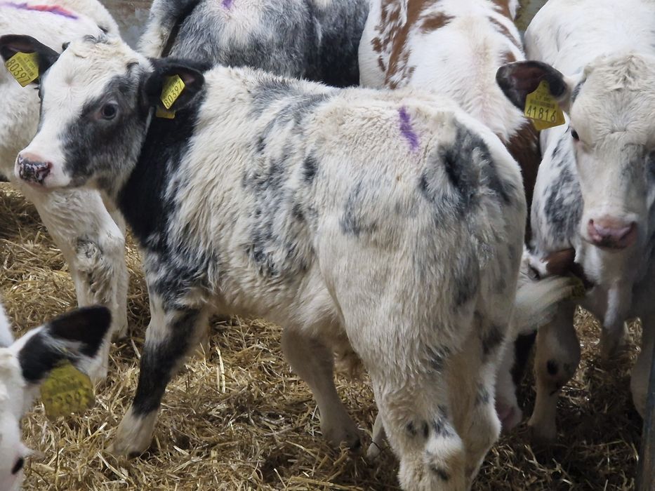 Sprzedam piękne mięsne cielaki