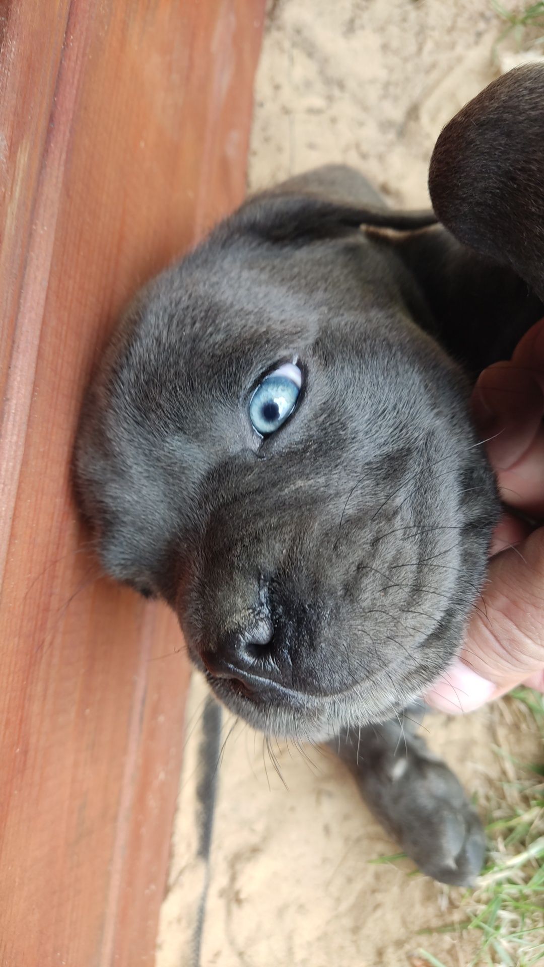 Cane Corso Suczka