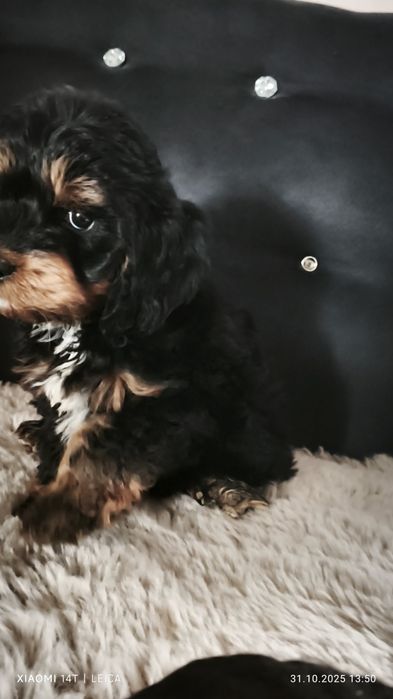 Cocapoo, cockapoo F1 cavapoo Guffi