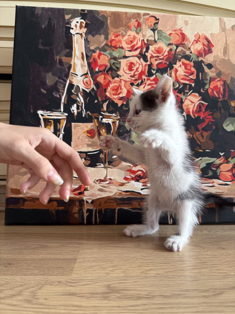 кошеня хлопчик (1 місяць)