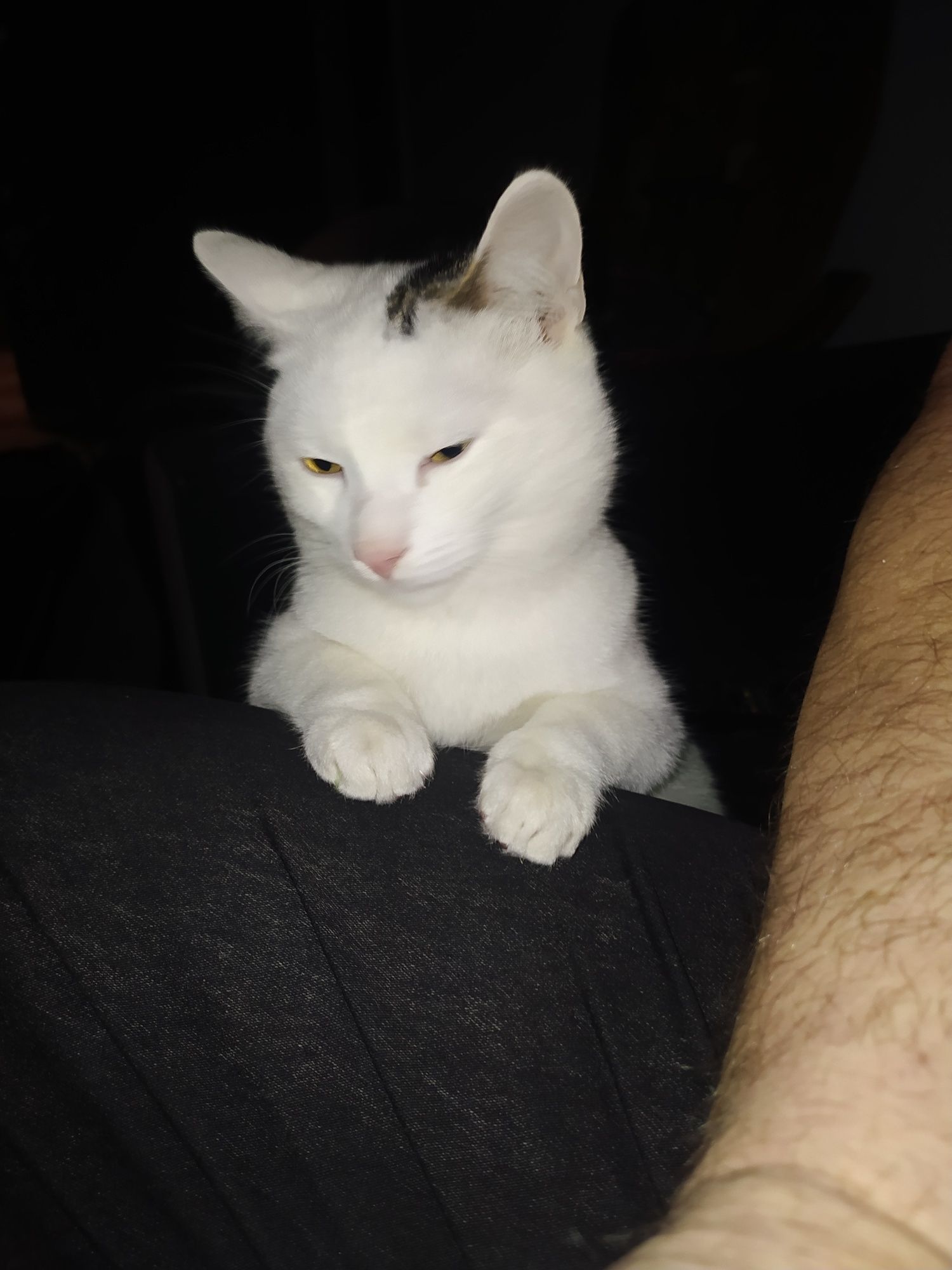 Kotek do oddania