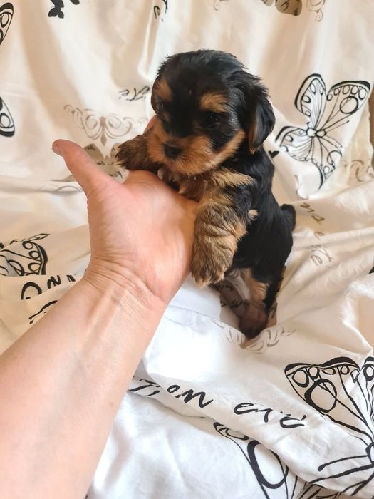 Piesek yorkshire terrier