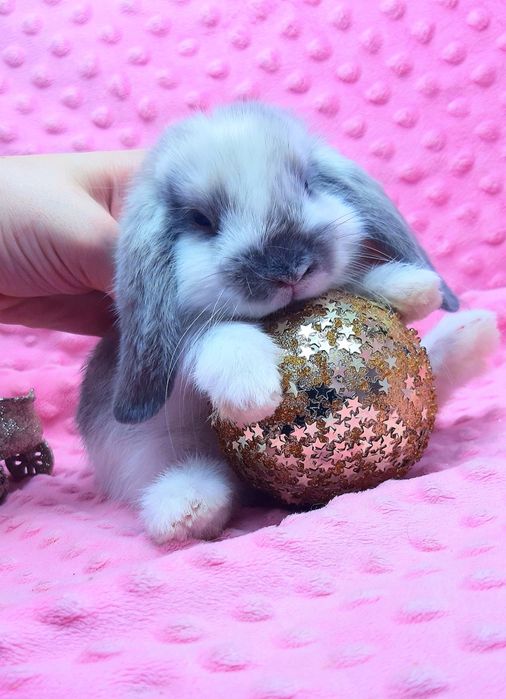 Карликовые мини кролики торчеухие и вислоухие баранчики,клетки,корма