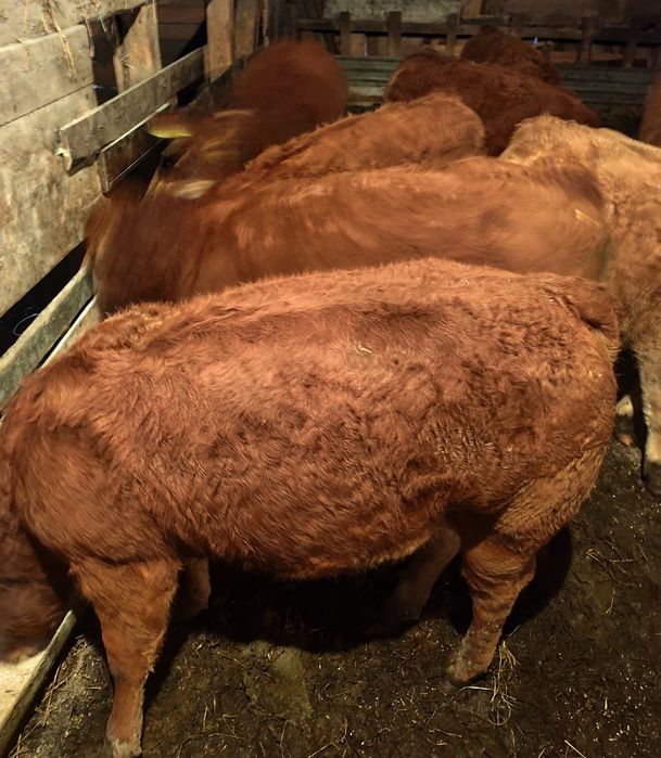 Odsadki Limousine byczki jałówki