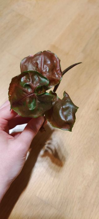 Syngonium Strawberry Ice
