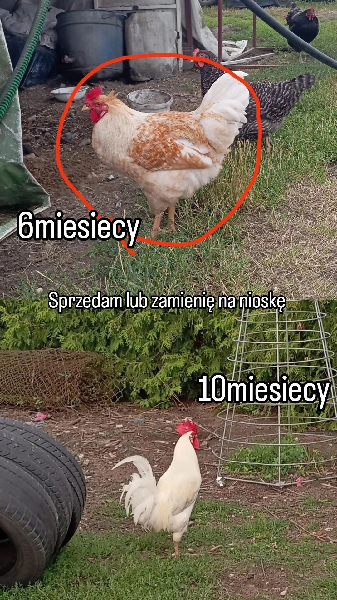 Młode koguty Z własnej chodowli