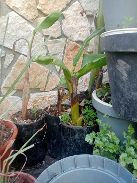 Bananeira enraizadas