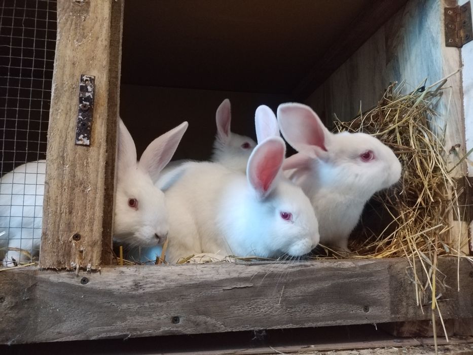 Króliki w różnym wieku