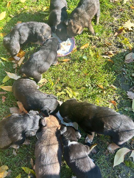 Oddam pieski w dobre ręce