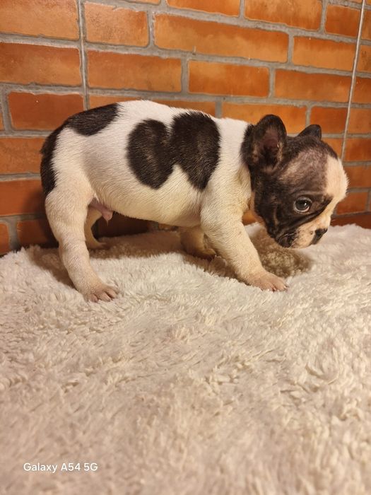 Bulldog Francês Menino